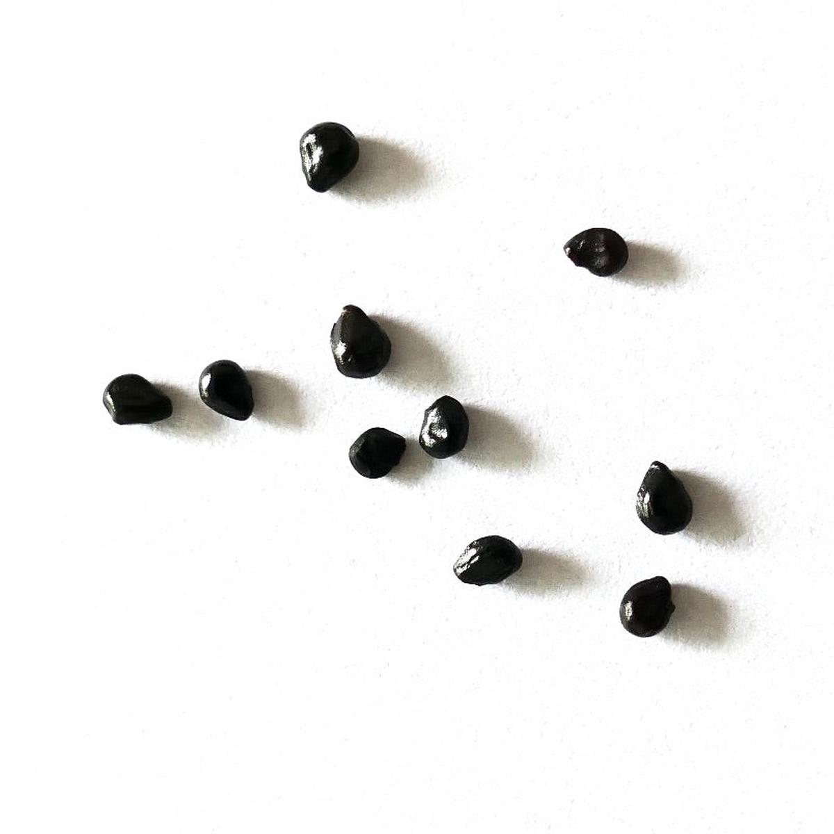 Cephalocereus senilis SEEDS - 10 seeds