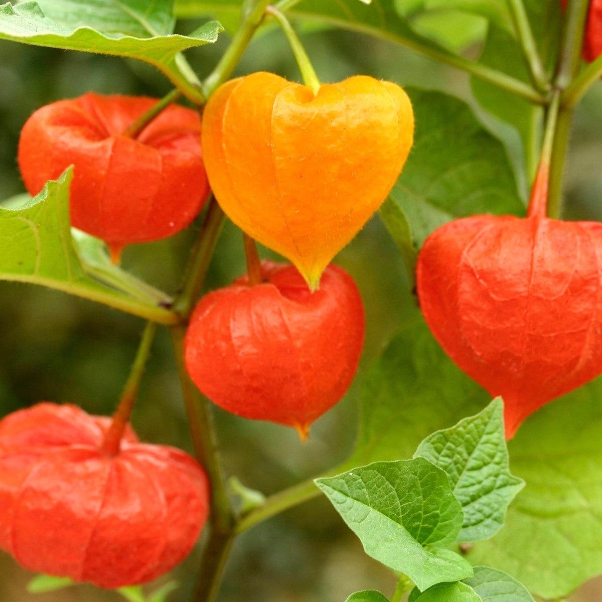 Chinese Lantern (Physalis Alkekengi)