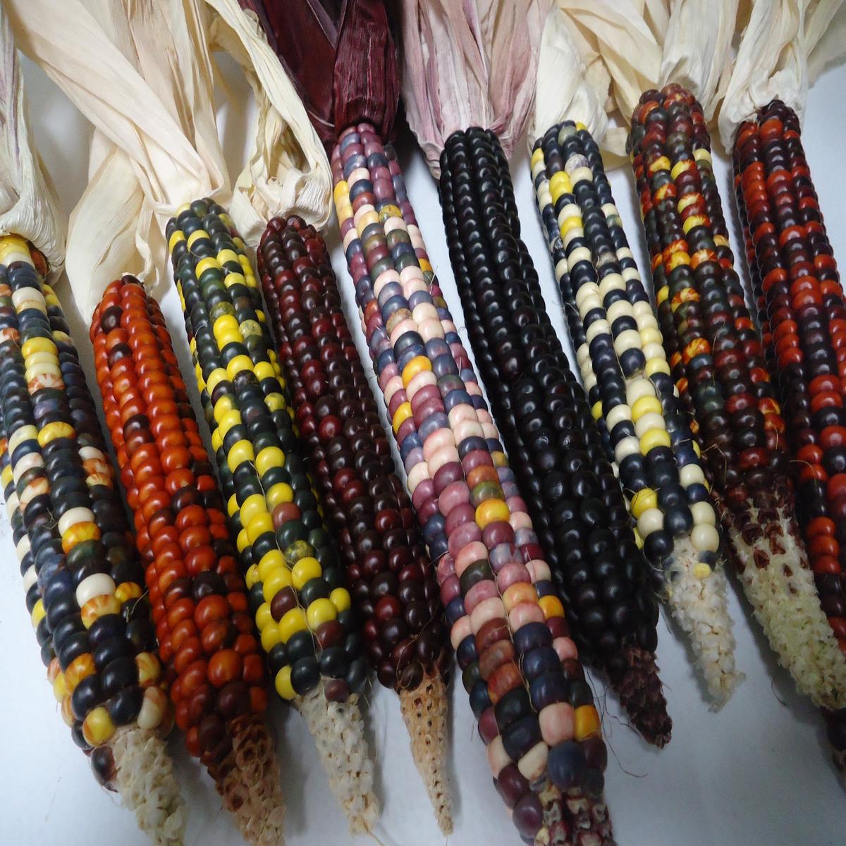 Corn Painted Mountain Flour - Salt Spring Seeds