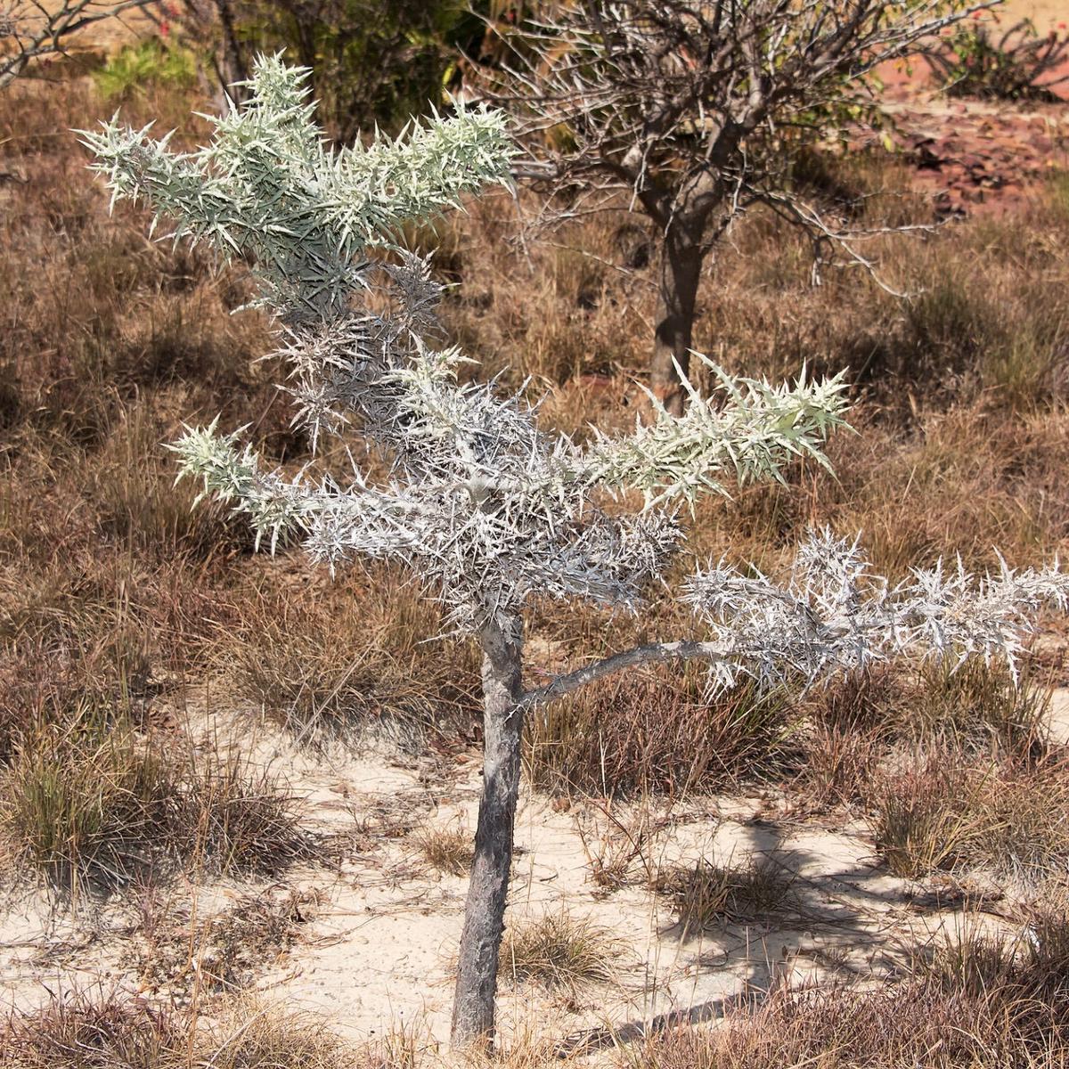 Euphorbia stenoclada (Ambatofinandrahana, Tulear) SEEDS