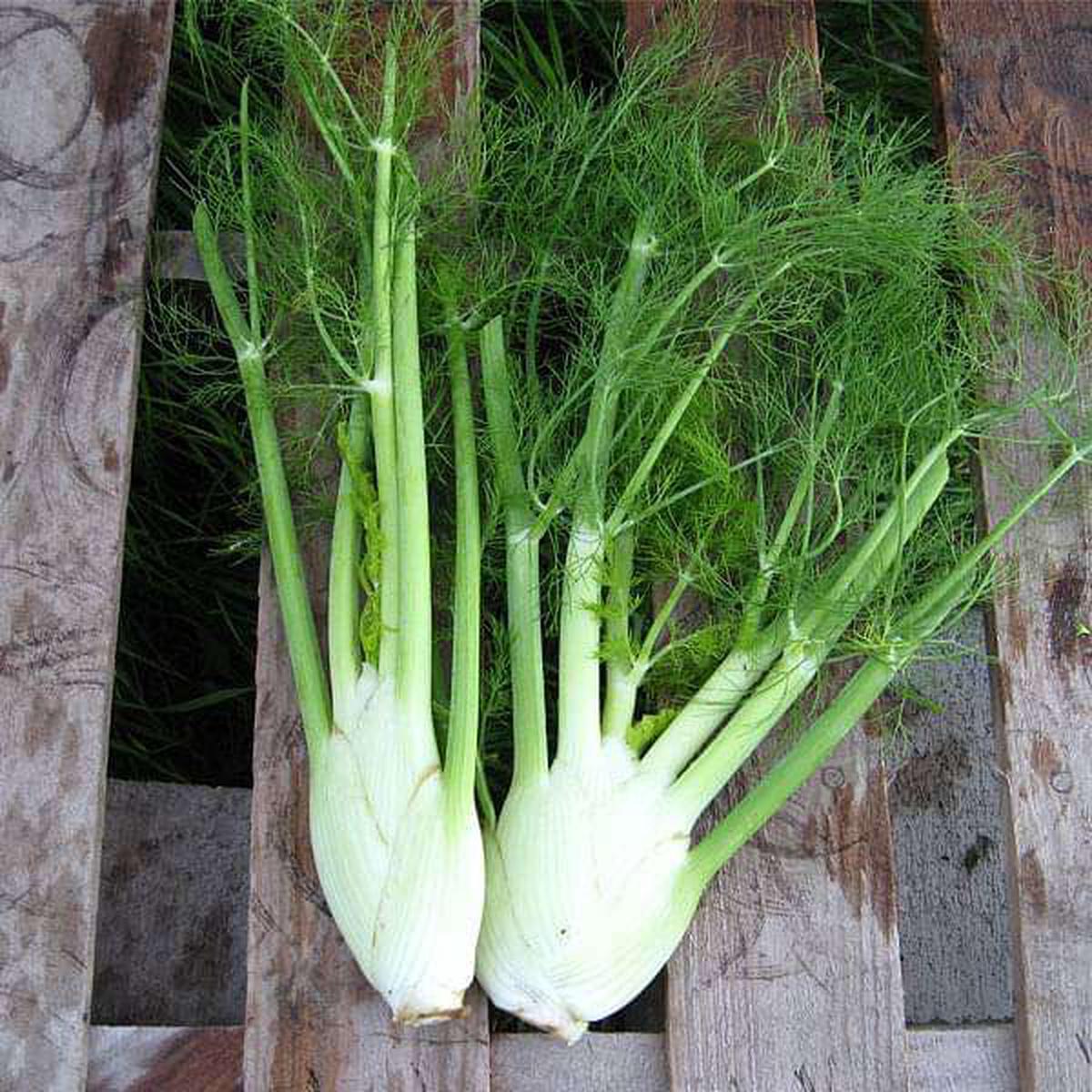 Fennel Imported Sweet - Herb Seeds - Default Title