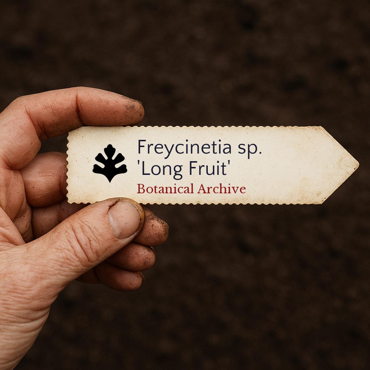 Freycinetia sp. 'Long Fruit' SEEDS