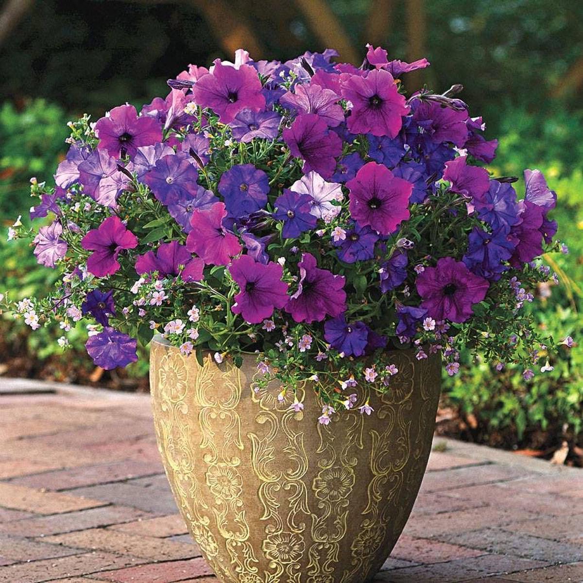 Fuseables Healing Waters Petunia-Bacopa Seeds