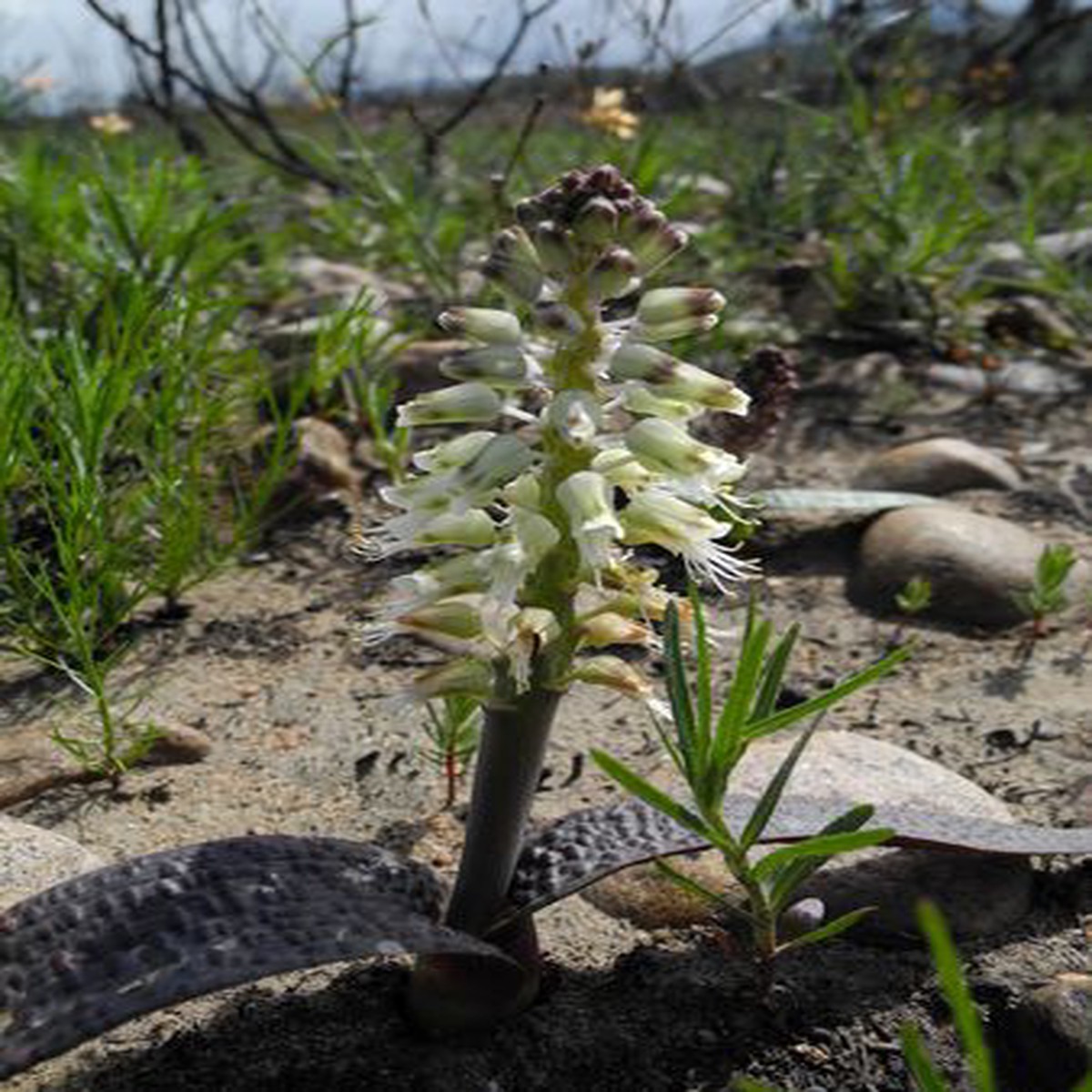 Lachenalia Stayneri - Indigenous South African Bulb - 10 Seeds