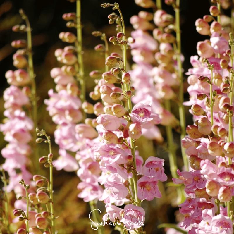 Palmer Penstemon 100 Seeds