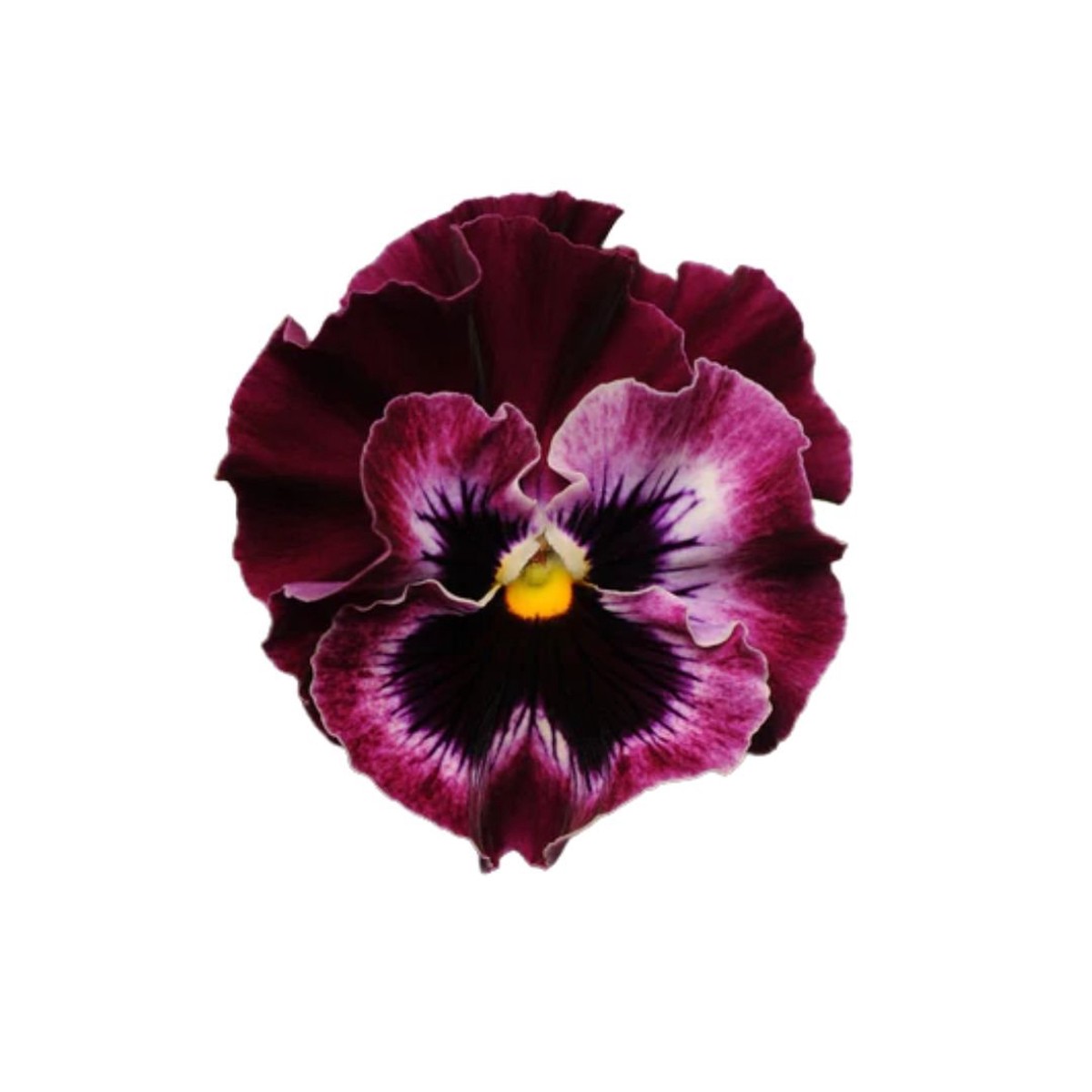 Pansies & Violas Frizzle Sizzle Raspberry Seeds | West Coast Seeds