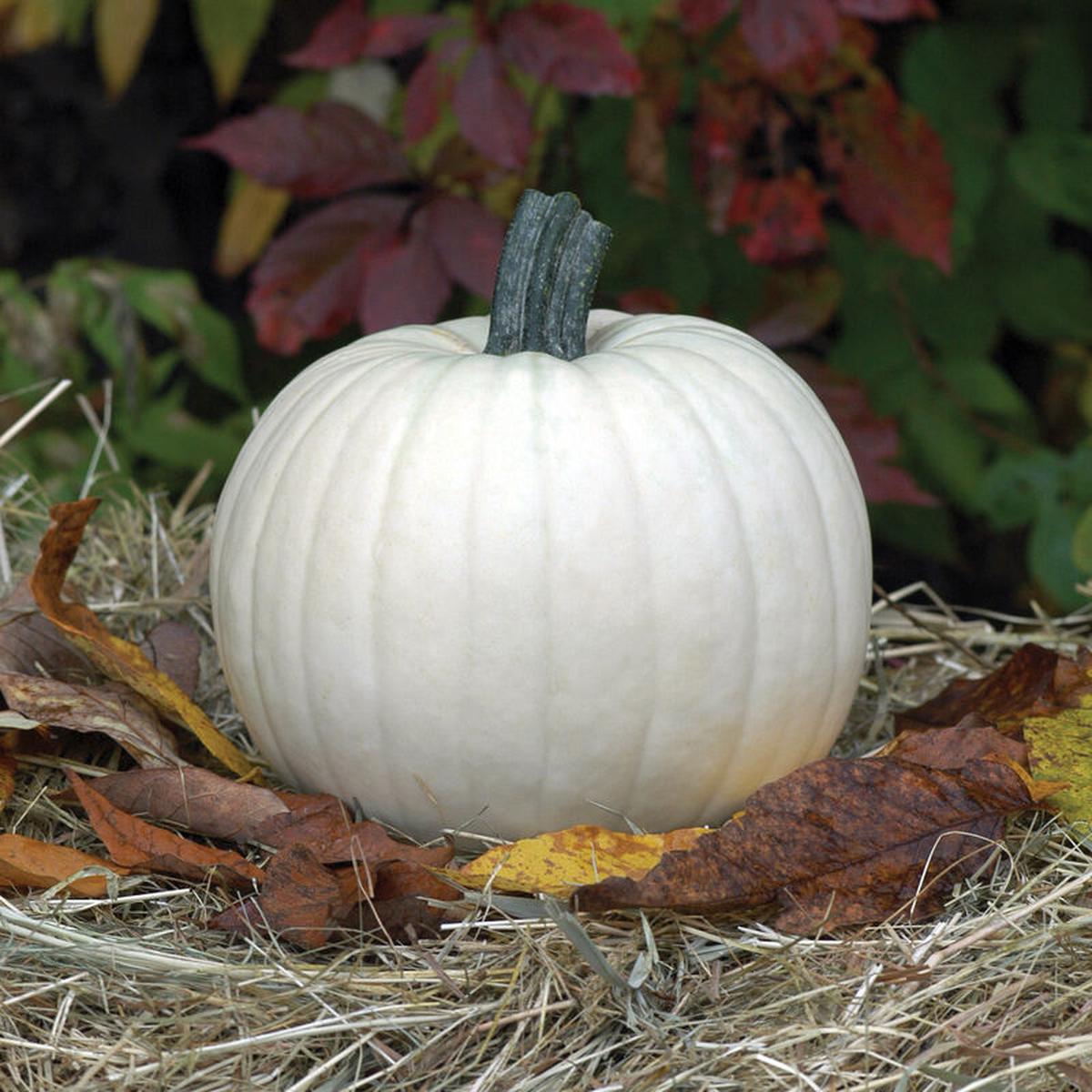 Pumpkin 'Moonshine'