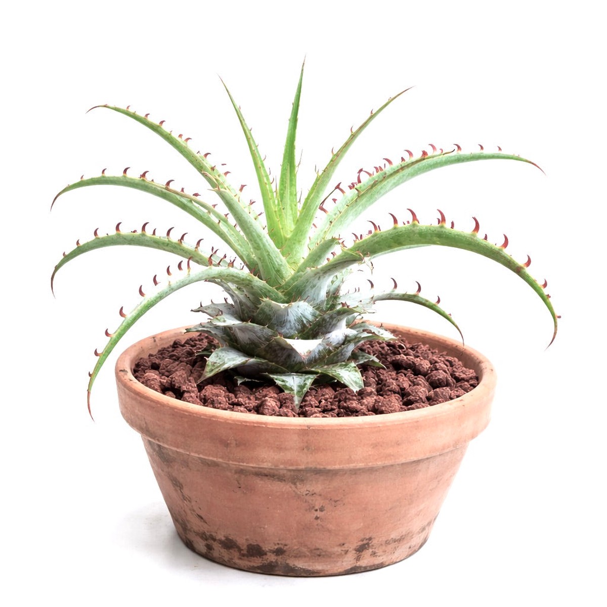 Puya mirabilis FK2 SEEDS