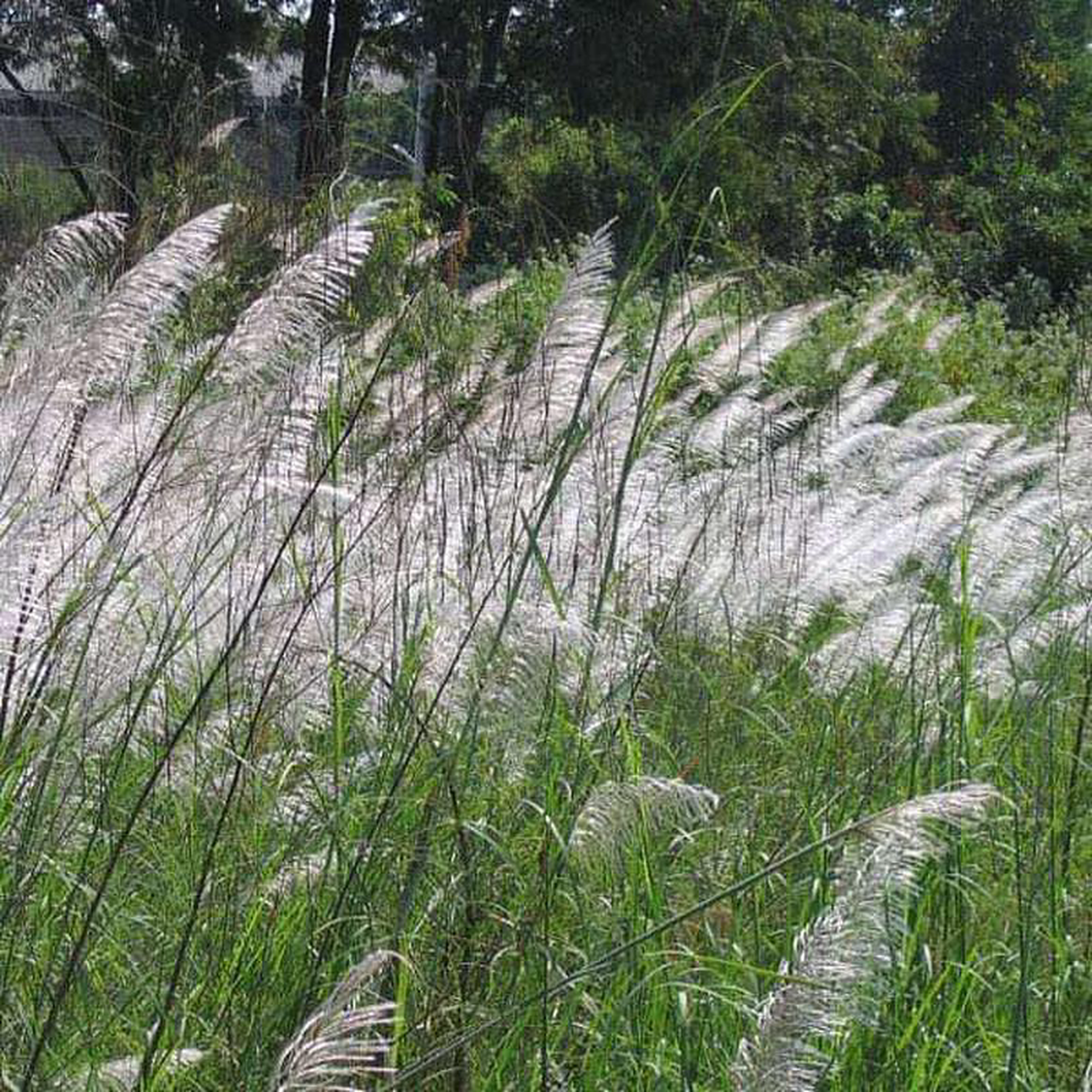 Saccharum Munja Grass Munja 8211 05 kg Seeds