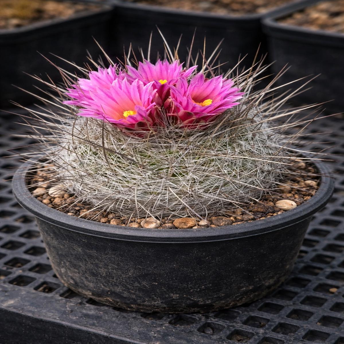 Thelocactus macdowellii SEEDS