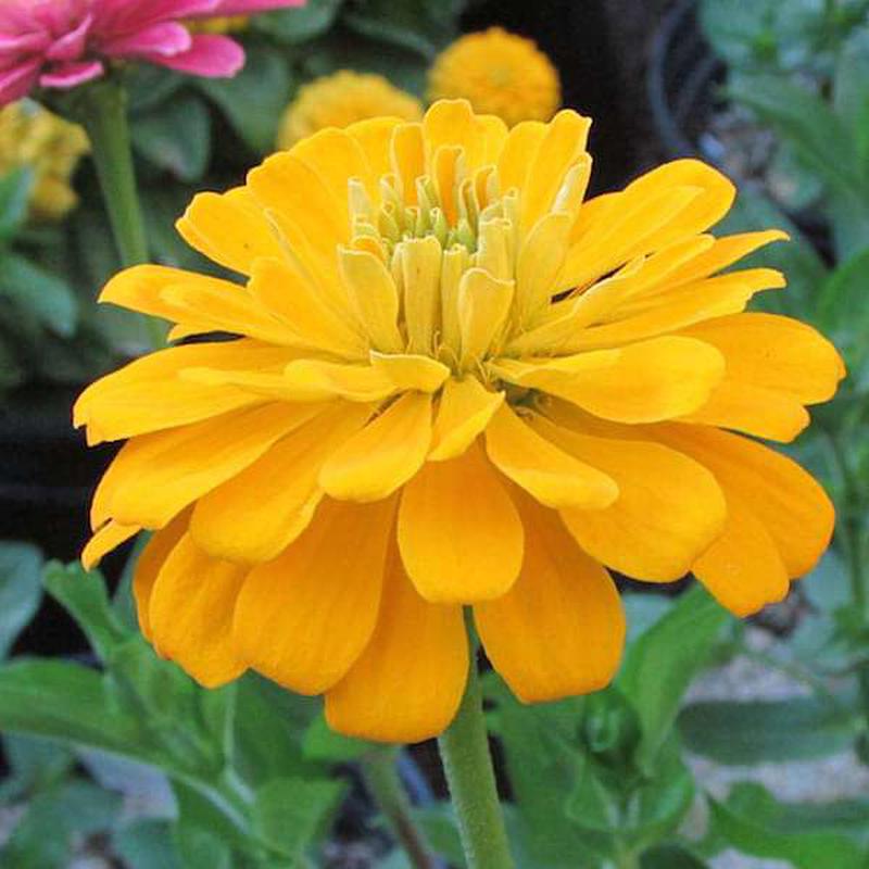 Zinnia Yellow Tall - Desi Flower Seeds