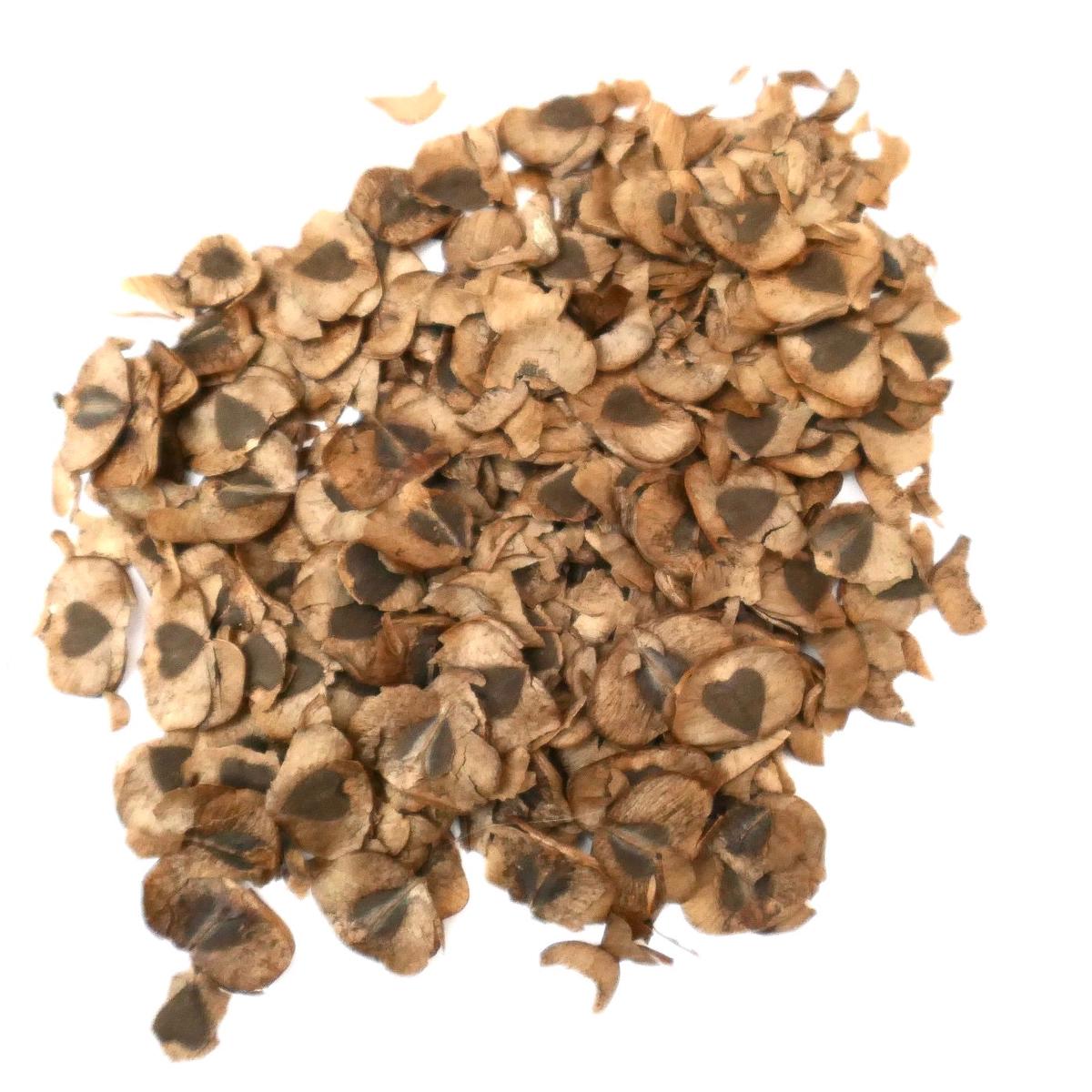 Aristolochia constricta SEEDS - 100 Seeds