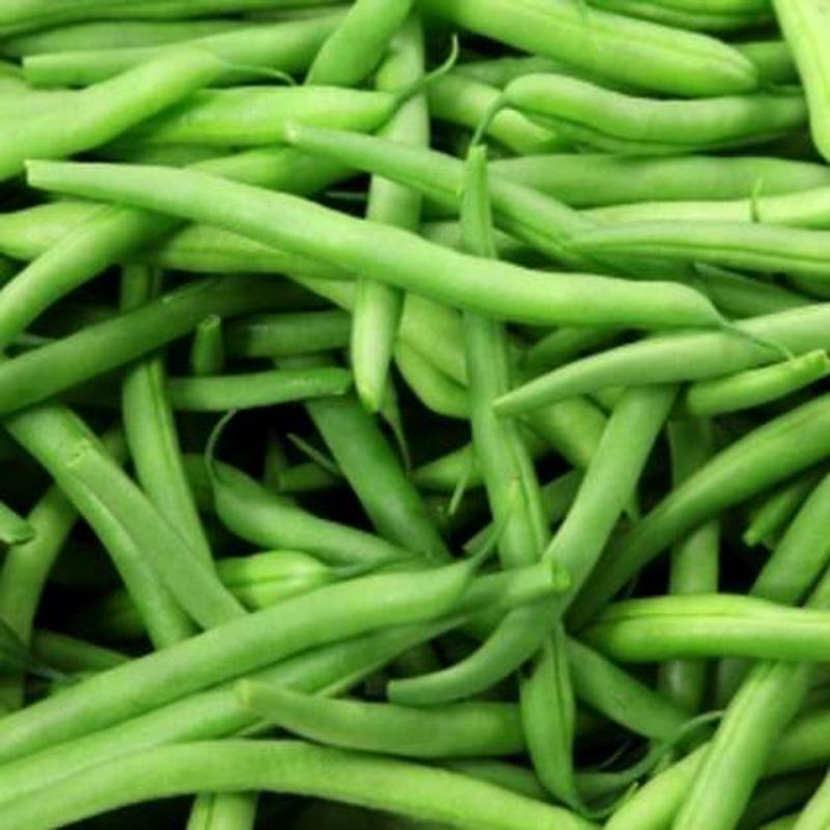 Bean Tendergreen 8211 Aimer8217s Organic Seeds