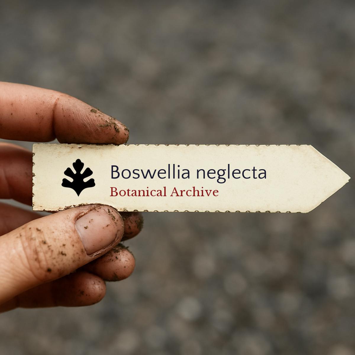 Boswellia neglecta SEEDS