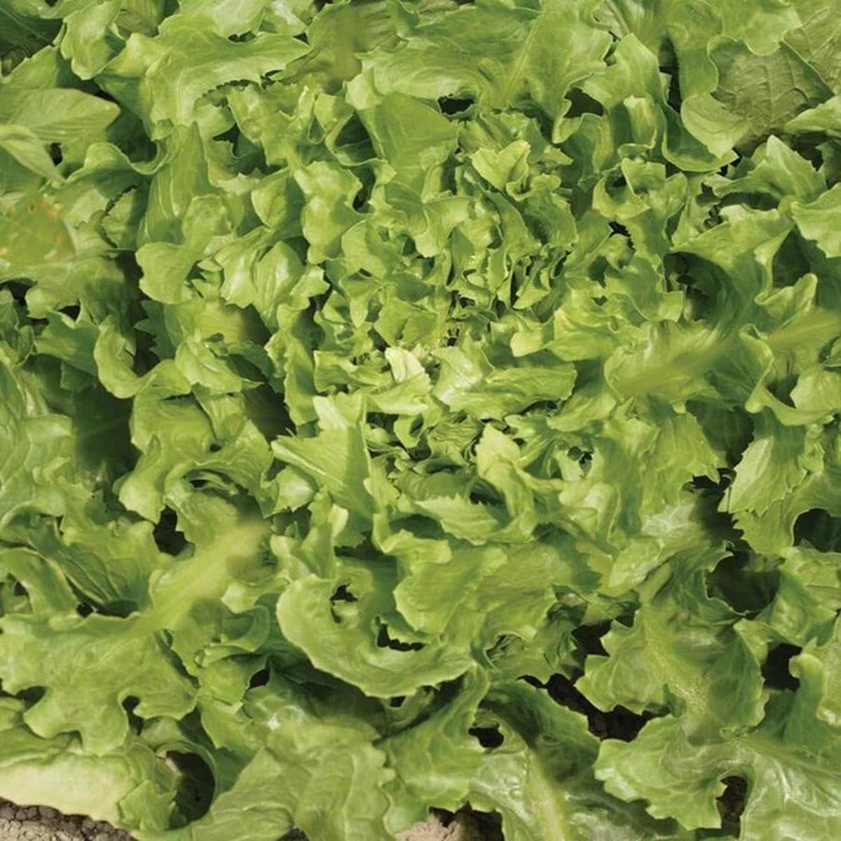 Chicory - Broadleaf Batavian Escarole