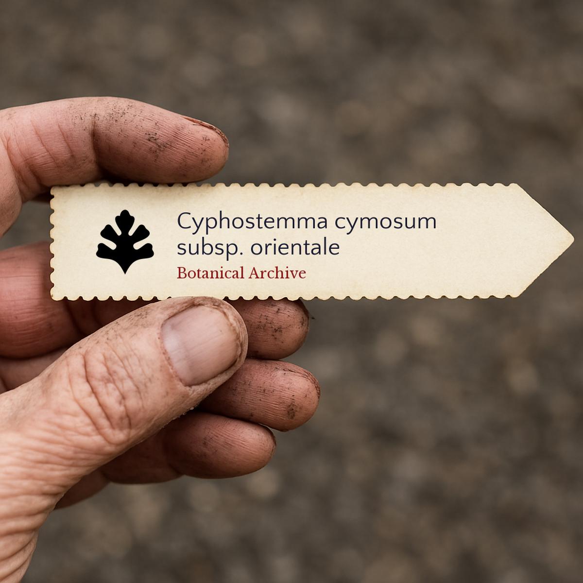 Cyphostemma cymosum subsp. orientale SEEDS