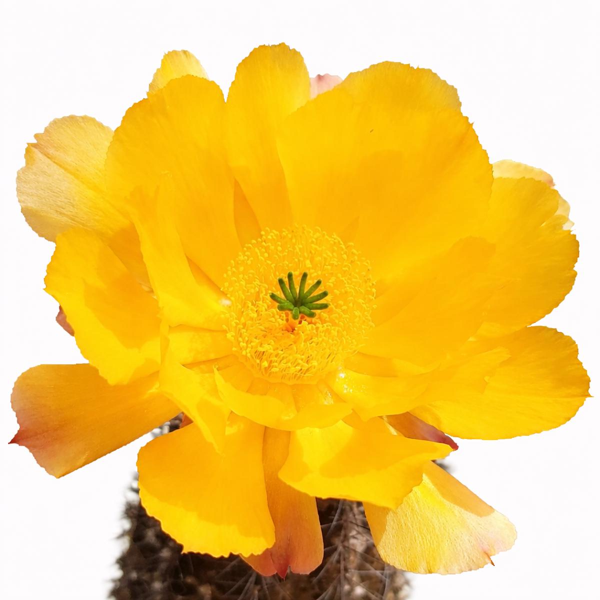 Echinocereus tayopensis SEEDS - 10000 Seeds