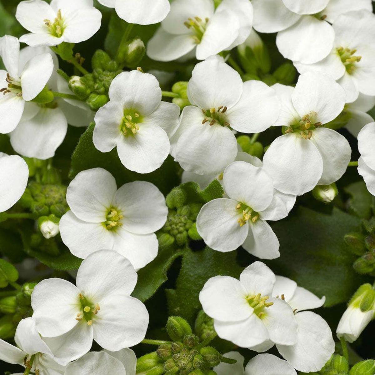 Little Treasure White Improved Rock Cress Seeds
