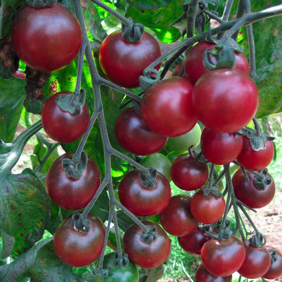 Organic Rosella Tomato