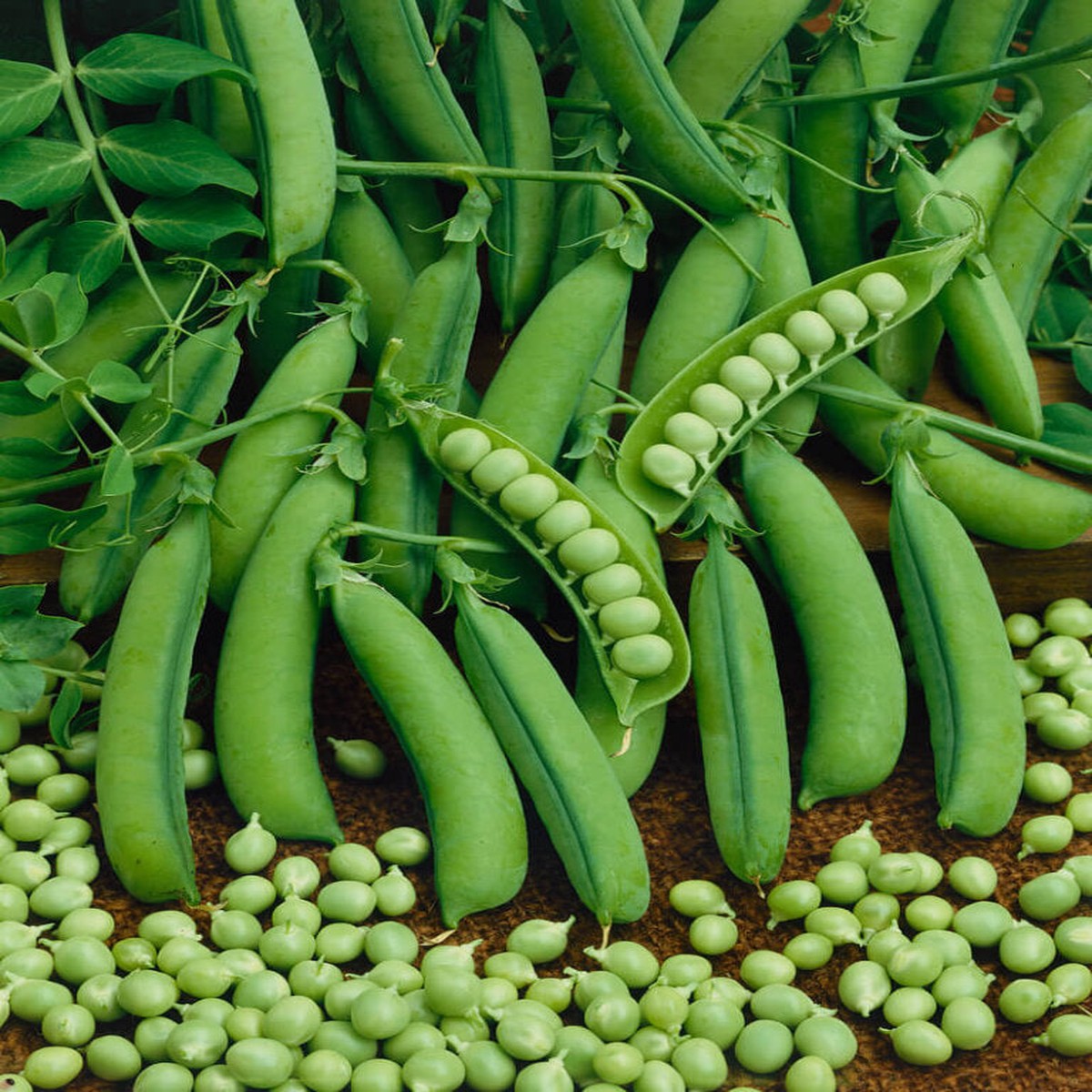 Peas Little Marvel Large - Ontario Seed Company