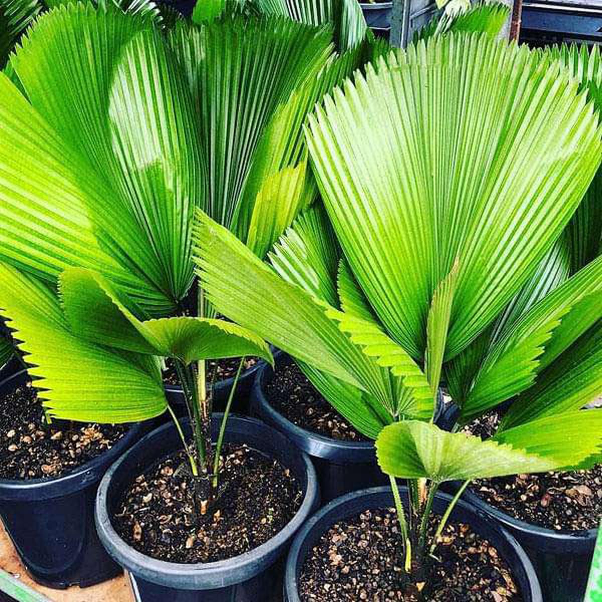 Pritchardia Grandis - 0.5 kg Seeds - Default Title