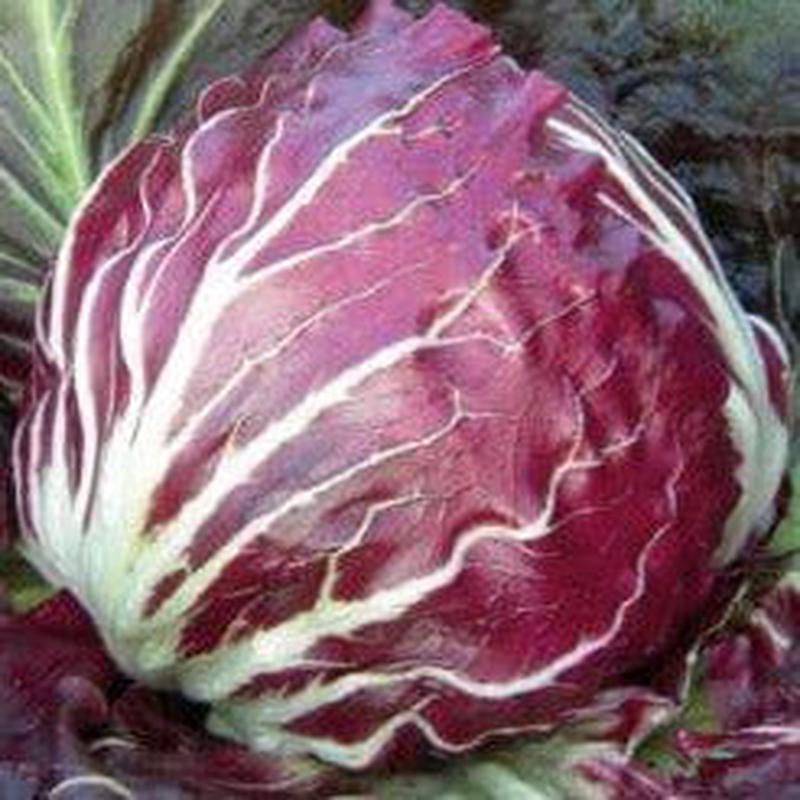 Radicchio Palla Rossa - Saanich Organics