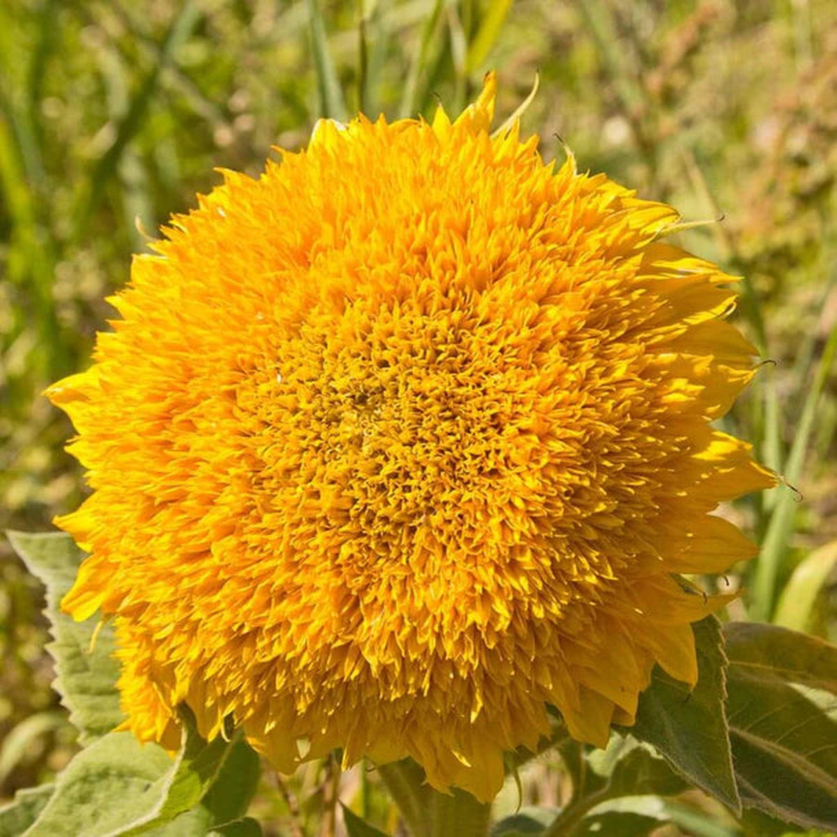 Sunflowers - Teddy Bear