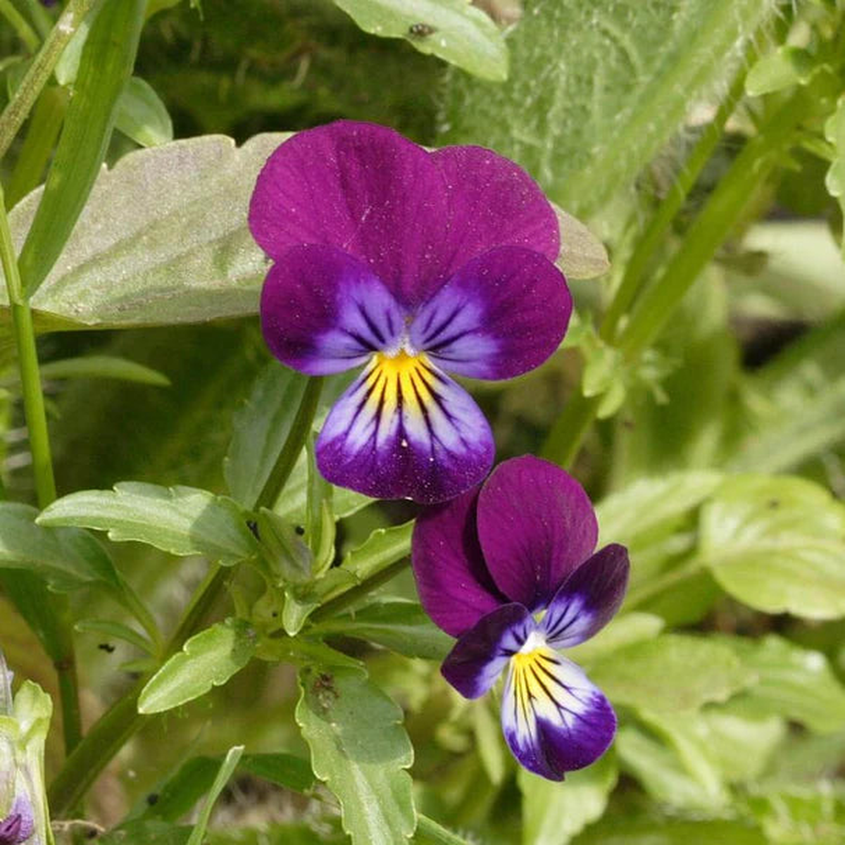 Viola - Johnny Jump-Up