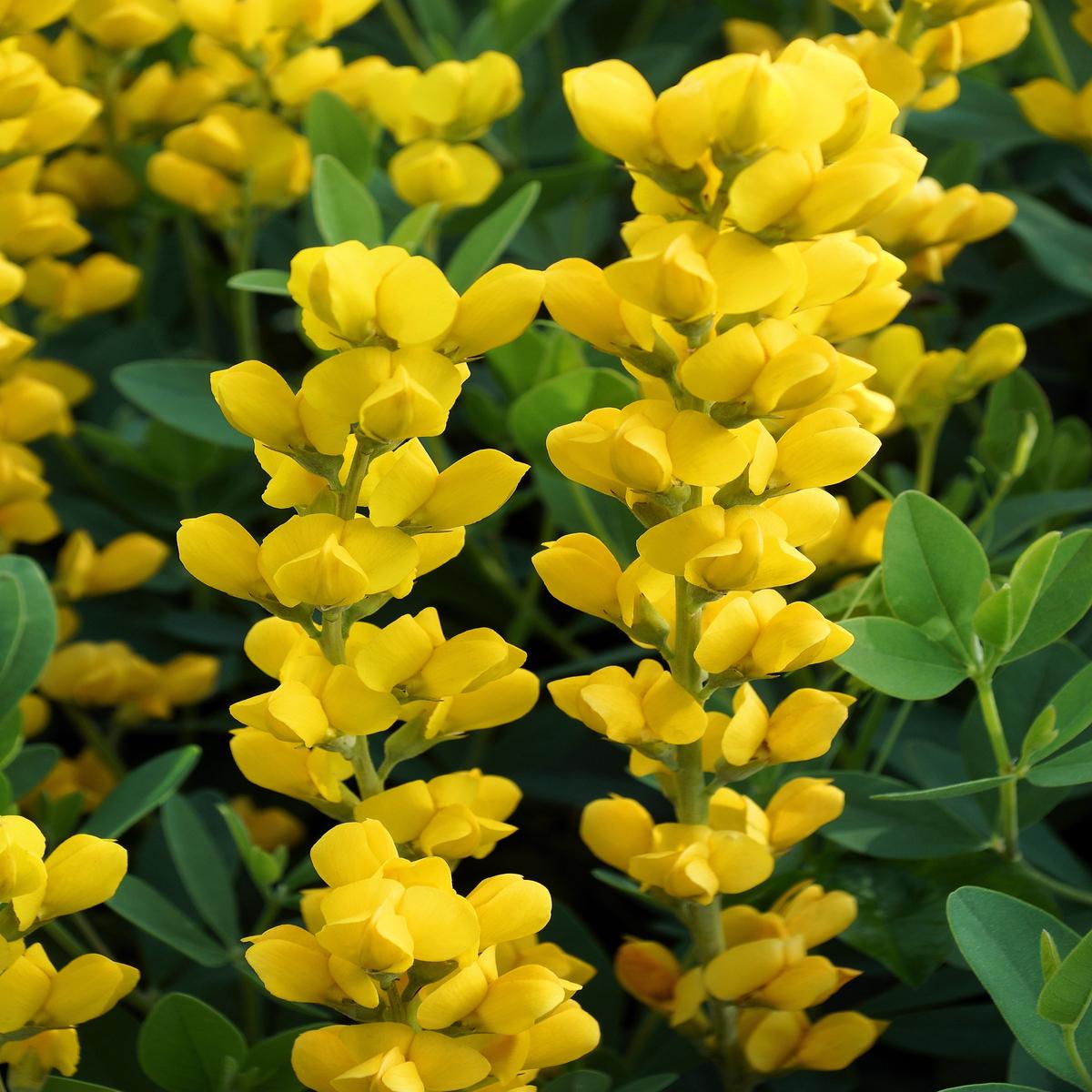 25 YELLOW WILD INDIGO Baptisia Tinctoria False Indigo Flower Seeds