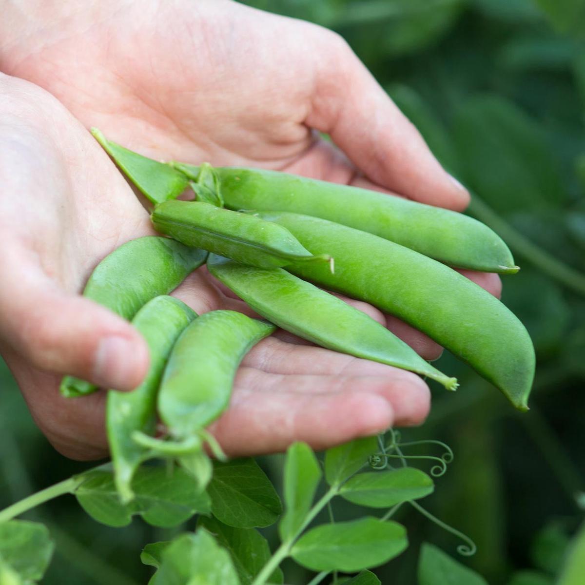 Amish Snap Pea (Pisum sativum)
