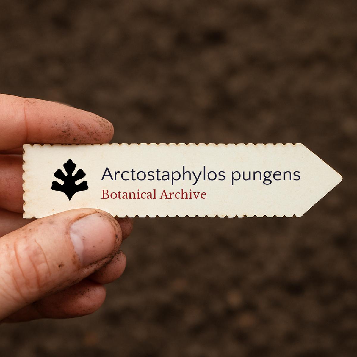 Arctostaphylos pungens SEEDS