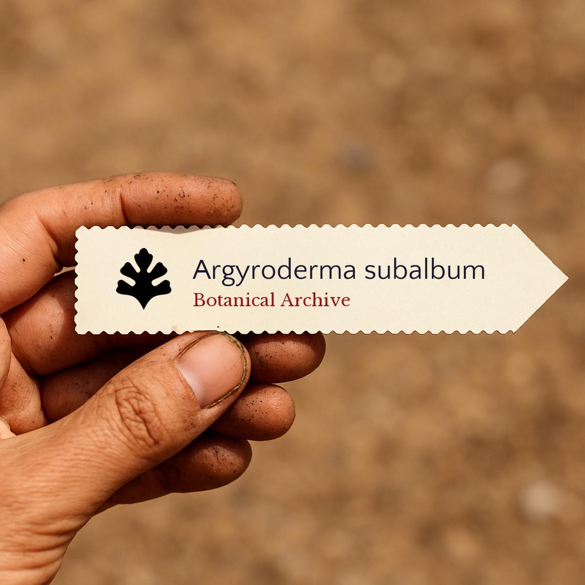 Argyroderma subalbum SEEDS