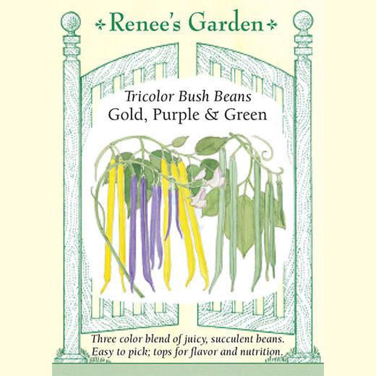 Bean Gold, Purple & Green - Renee's Garden