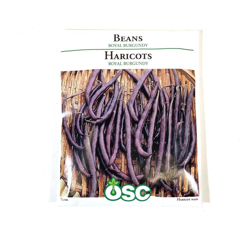 Bean Royal Burgundy Bush - Ontario Seed Company