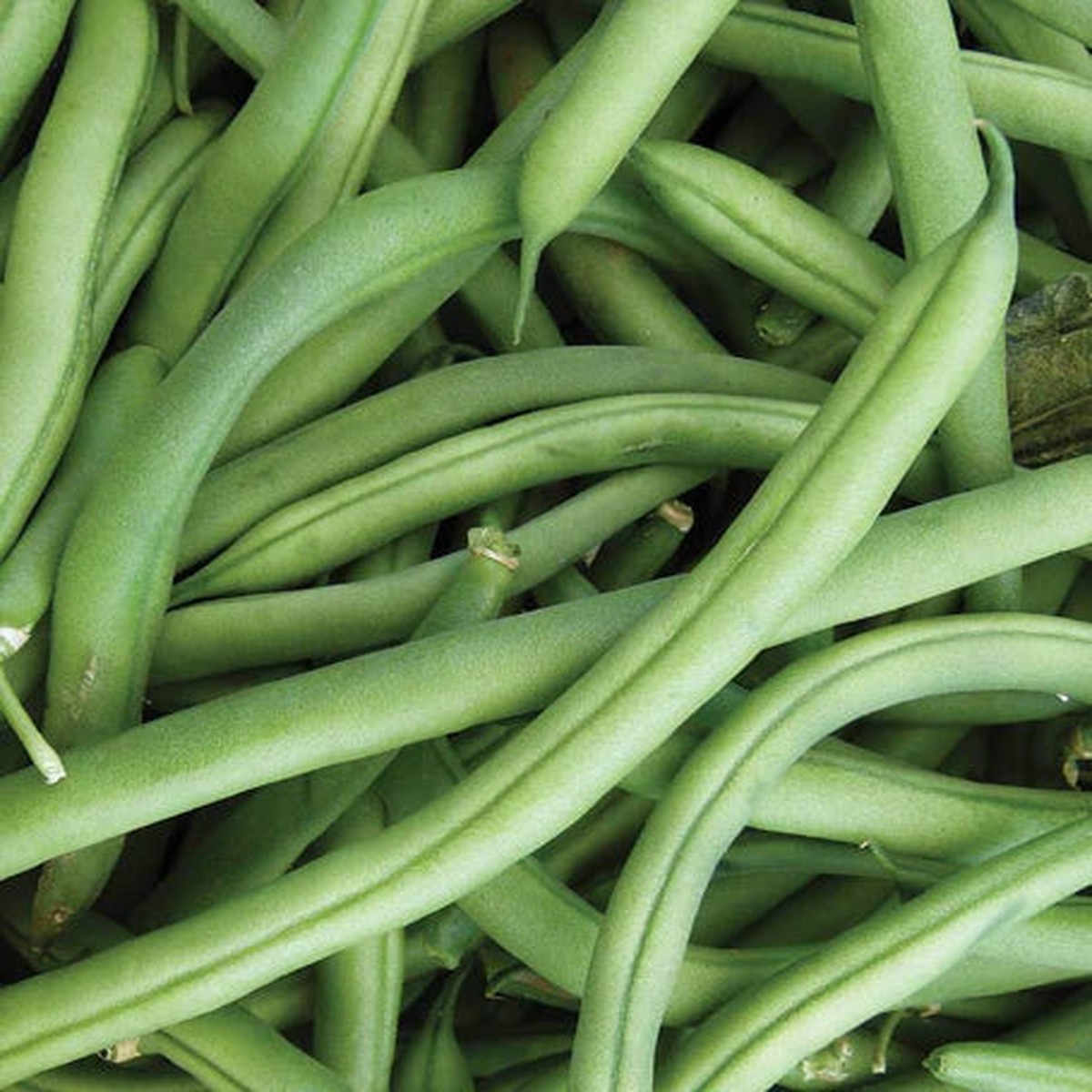 Beans Stringless Green Pod (Large) - Pacific Northwest Seeds