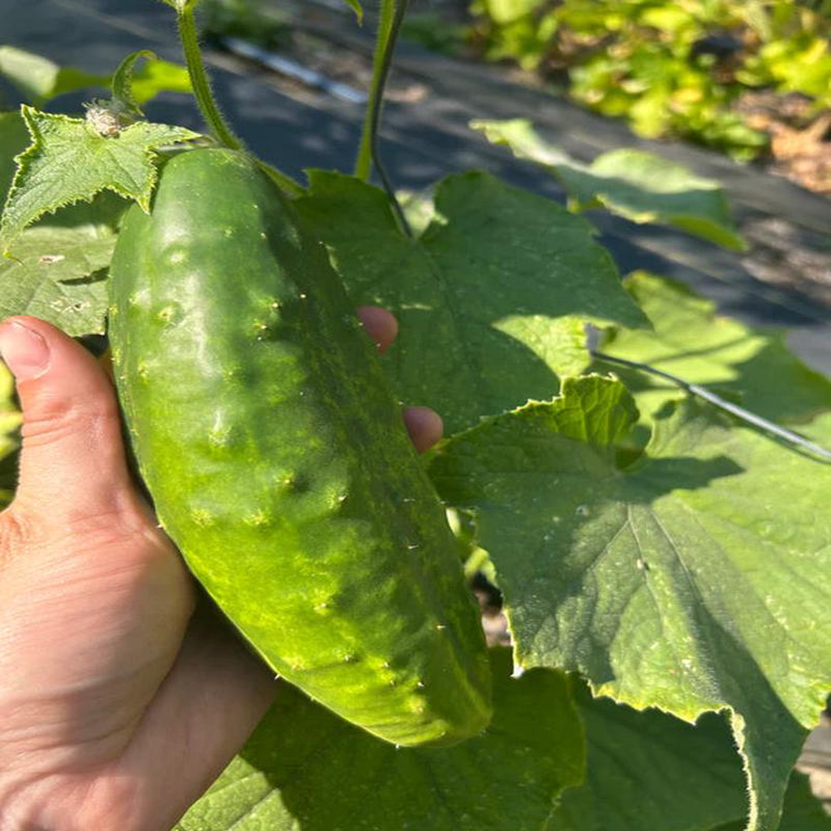 Cucumber Early Fortune 8211 Grow For It Seeds
