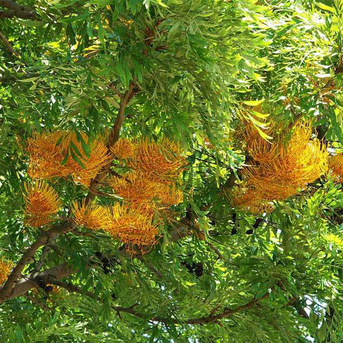 Grevillea Robusta Silver Oak Silk Oak 8211 05 kg Seeds