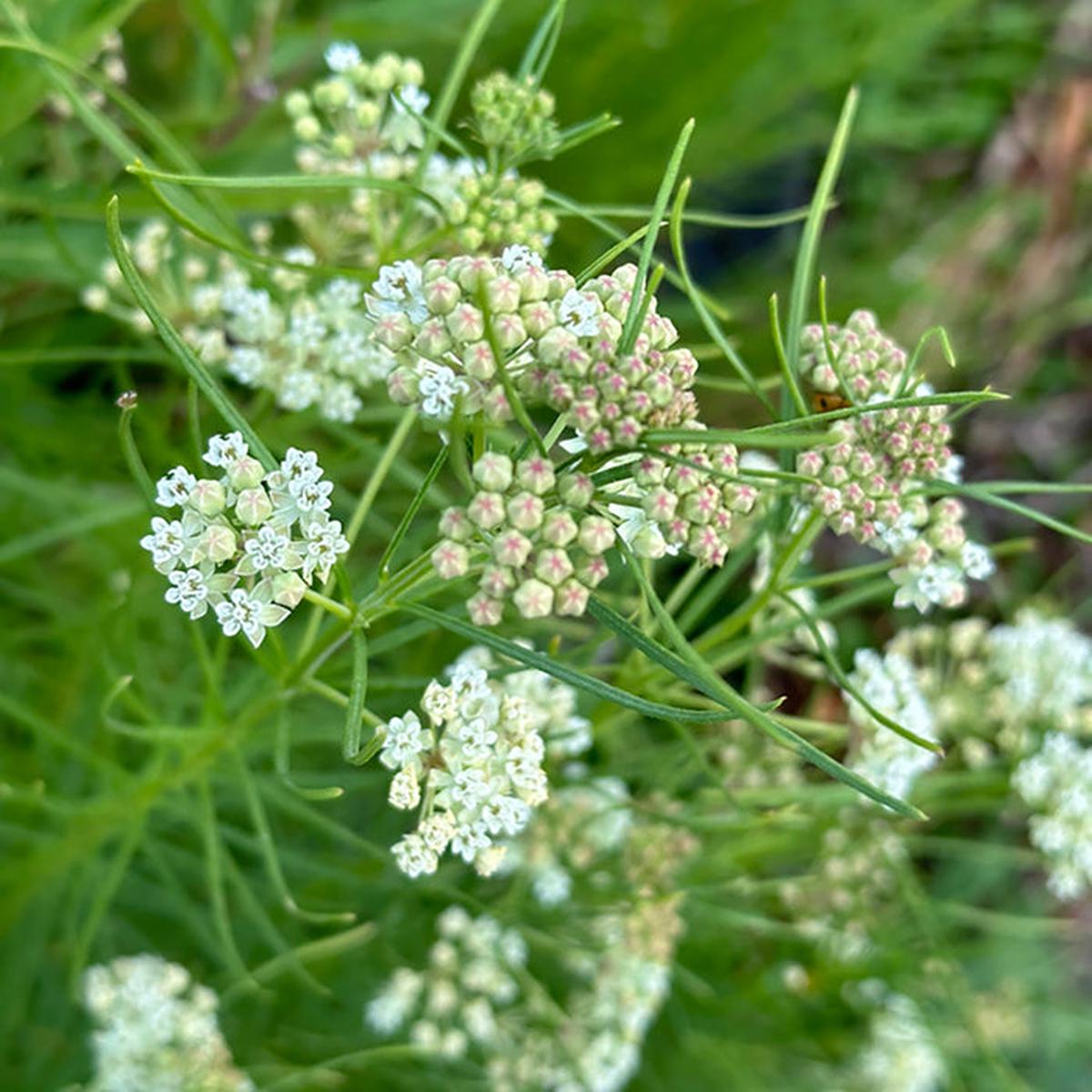 Milkweed, Whorled (Naturally Grown Seeds)