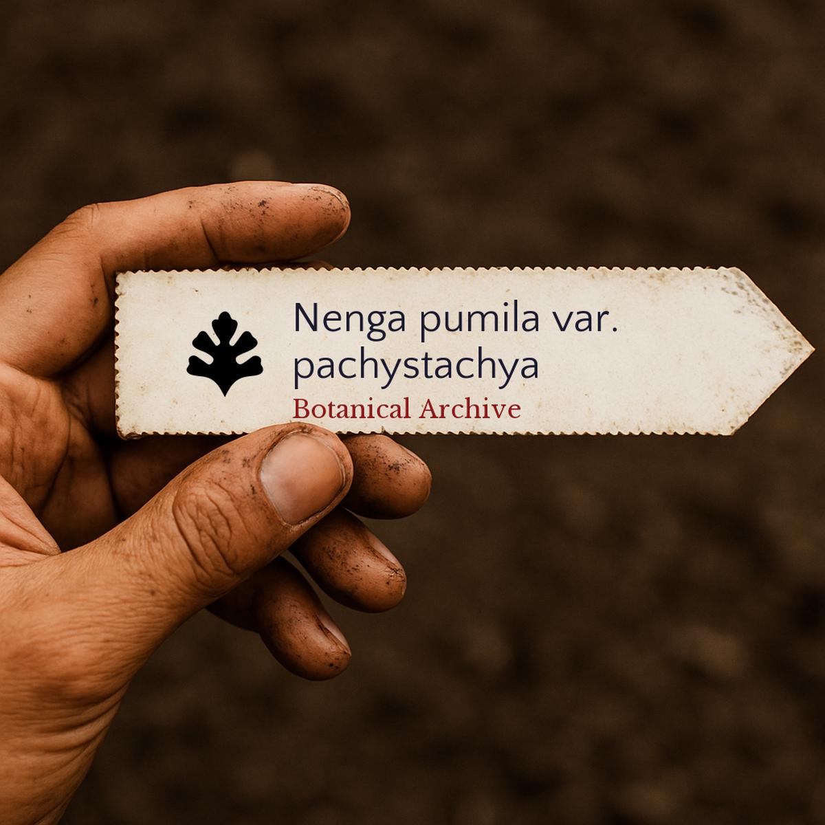 Nenga pumila var. pachystachya SEEDS