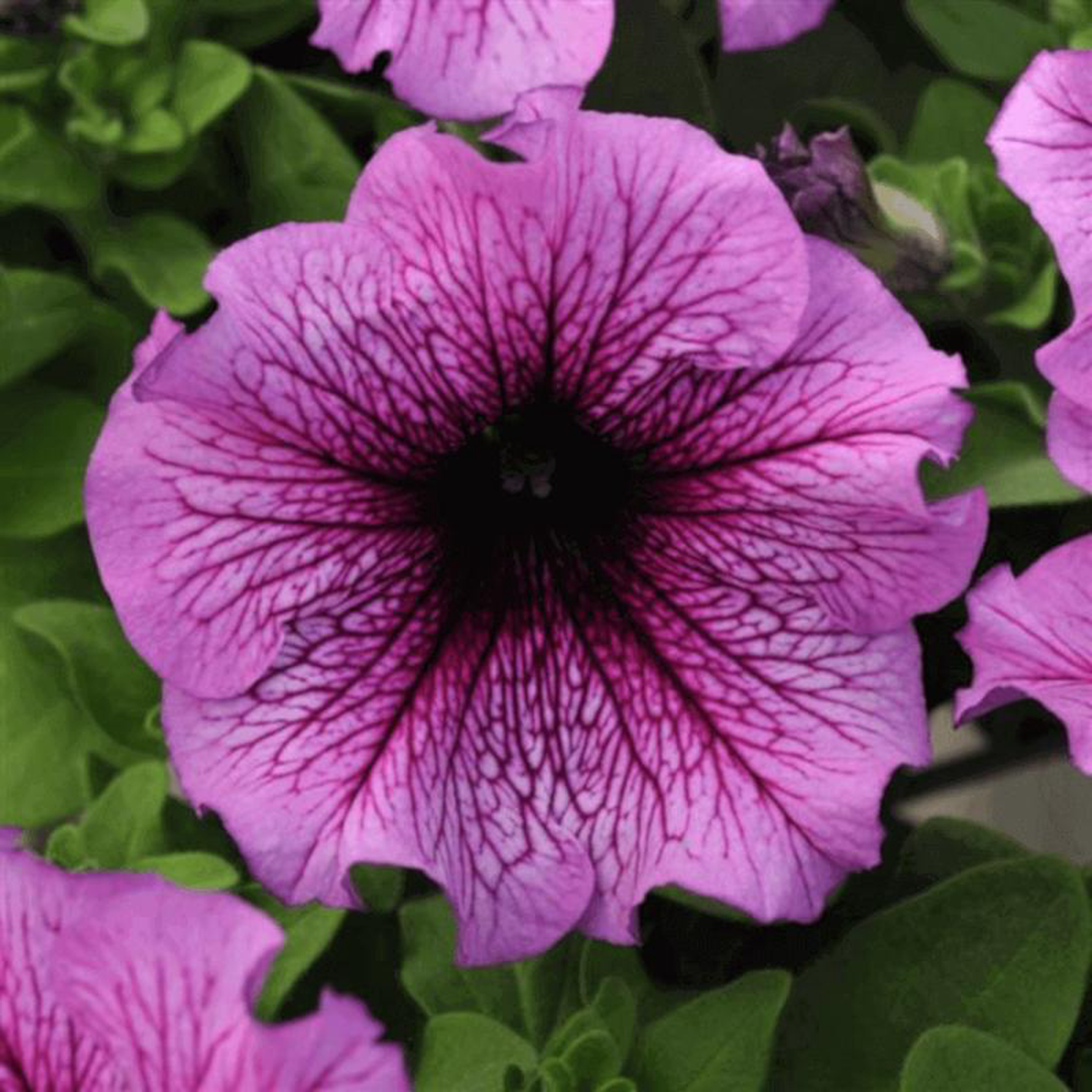 Petunia Sugar Daddy 8211 Ontario Seed Company