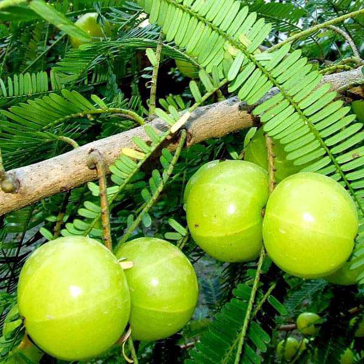 Phyllanthus Emblica Amla 8211 05 kg Seeds