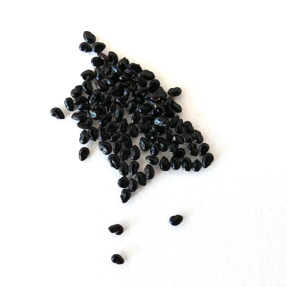 Pilosocereus chrysostele subsp. cearensis SEEDS - 50 Seeds