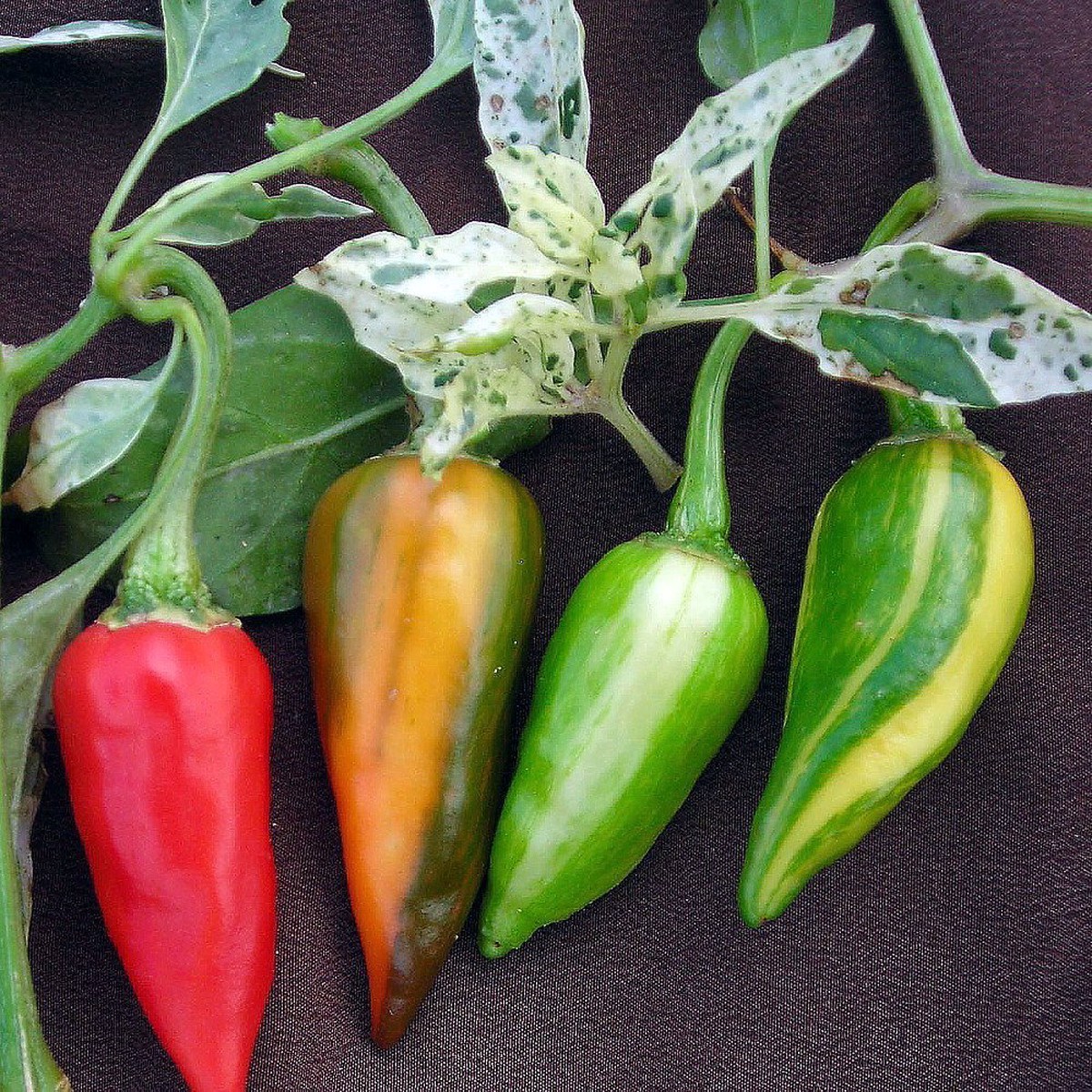 Rare Fish Pepper 15 Seeds - Very hot & Ornamental