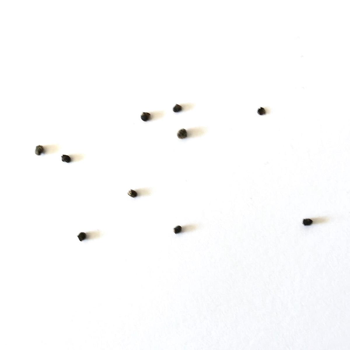 Sulcorebutia canigueralii SEEDS - 10 Seeds