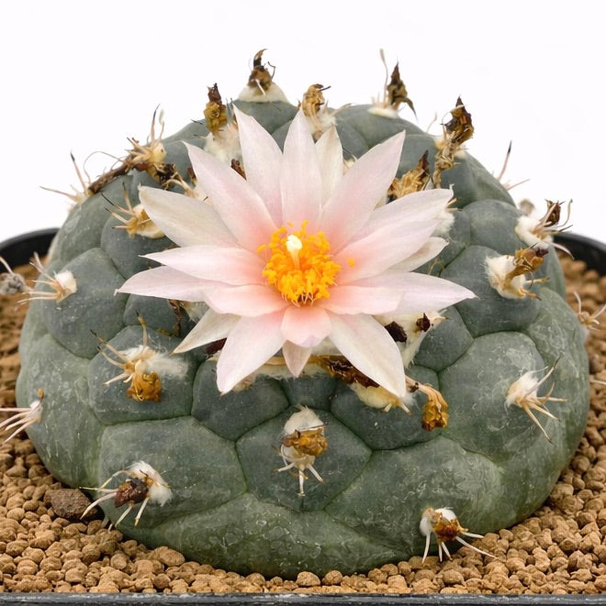 Turbinicarpus lophophorioides SEEDS