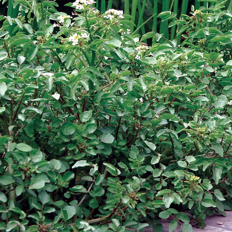 Watercress 'Large Leaf'