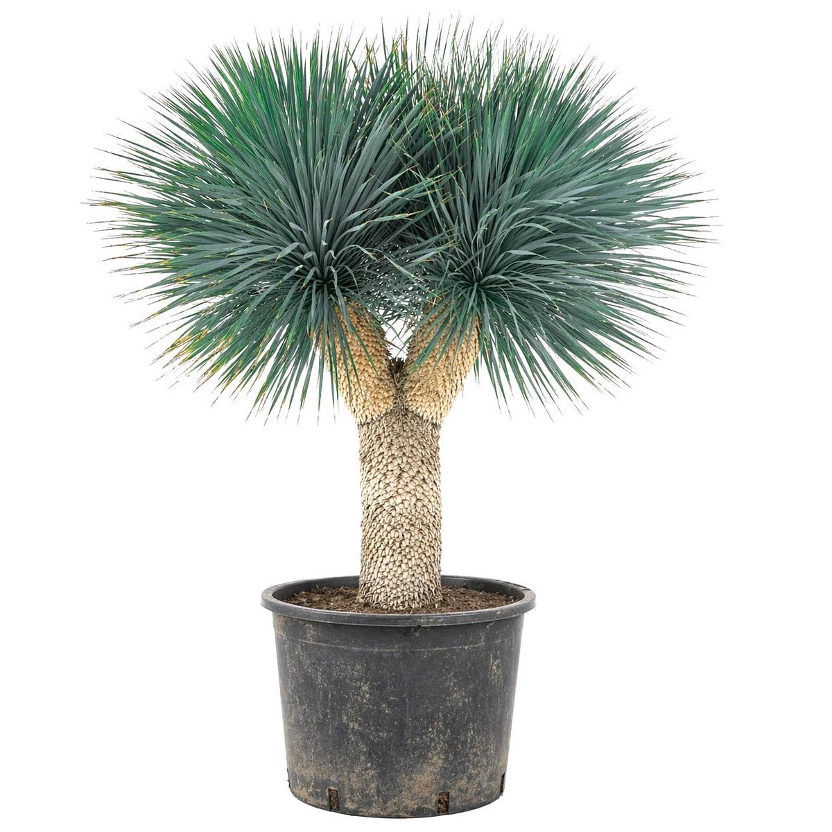 Yucca rostrata SEEDS