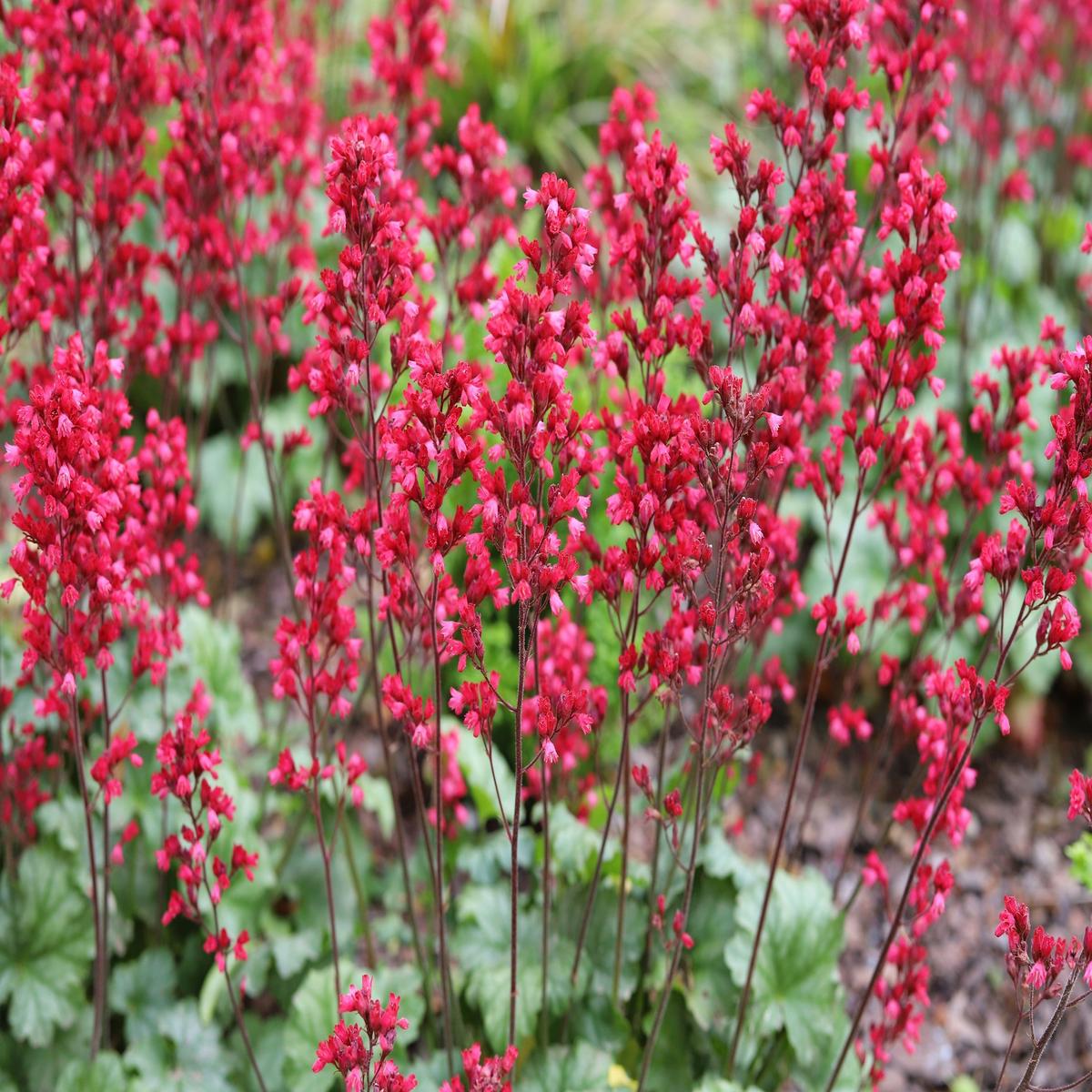100 HEUCHERA FIREFLY Coral Bells Heuchera Sanguinea Red Flower Shade Seeds