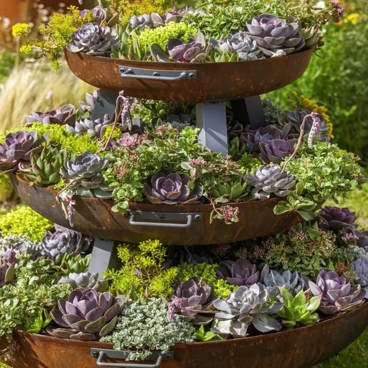 25+ Mixed Cactus & Succulent Seeds - Easy Grow Perennial Desert Garden