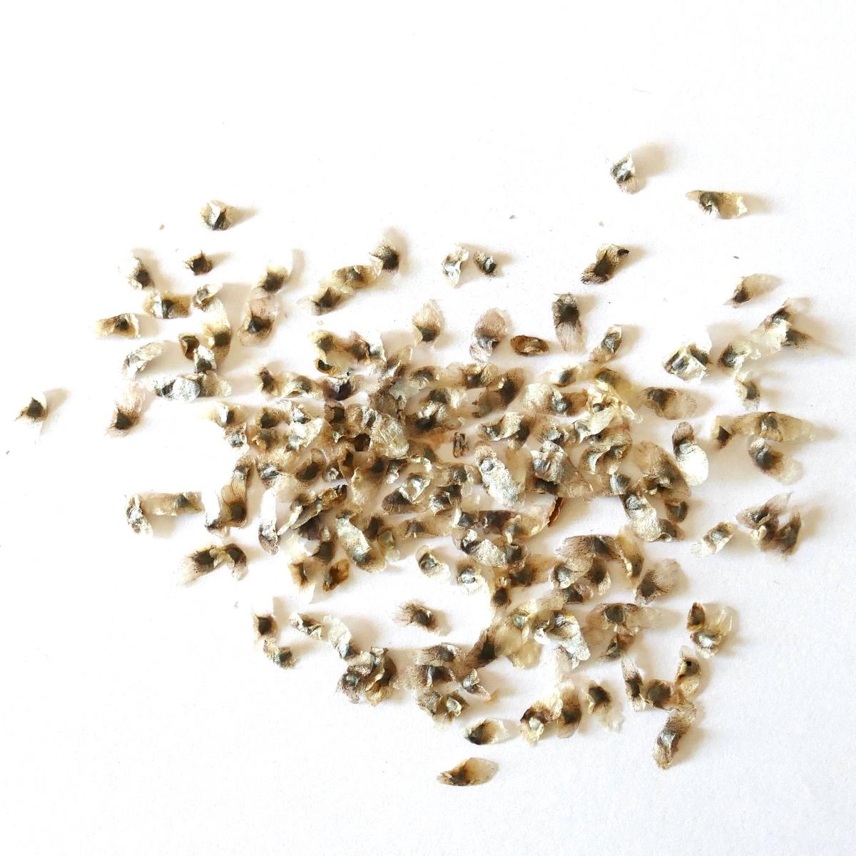 Aloe vaotsanda (Madagascar, near Linta River) SEEDS - 100 Seeds